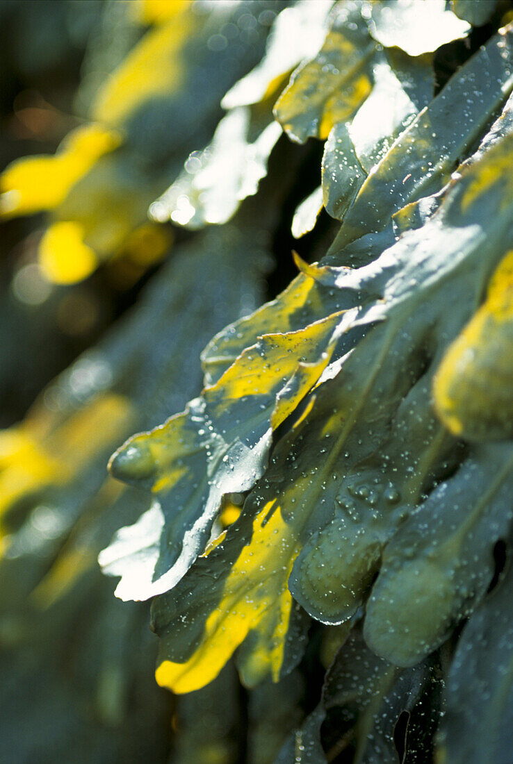 Bladderwrack seaweed in dappled light