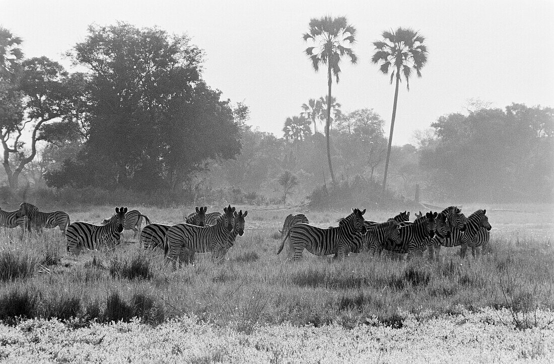 Zebras im Okavango-Delta in Botswana