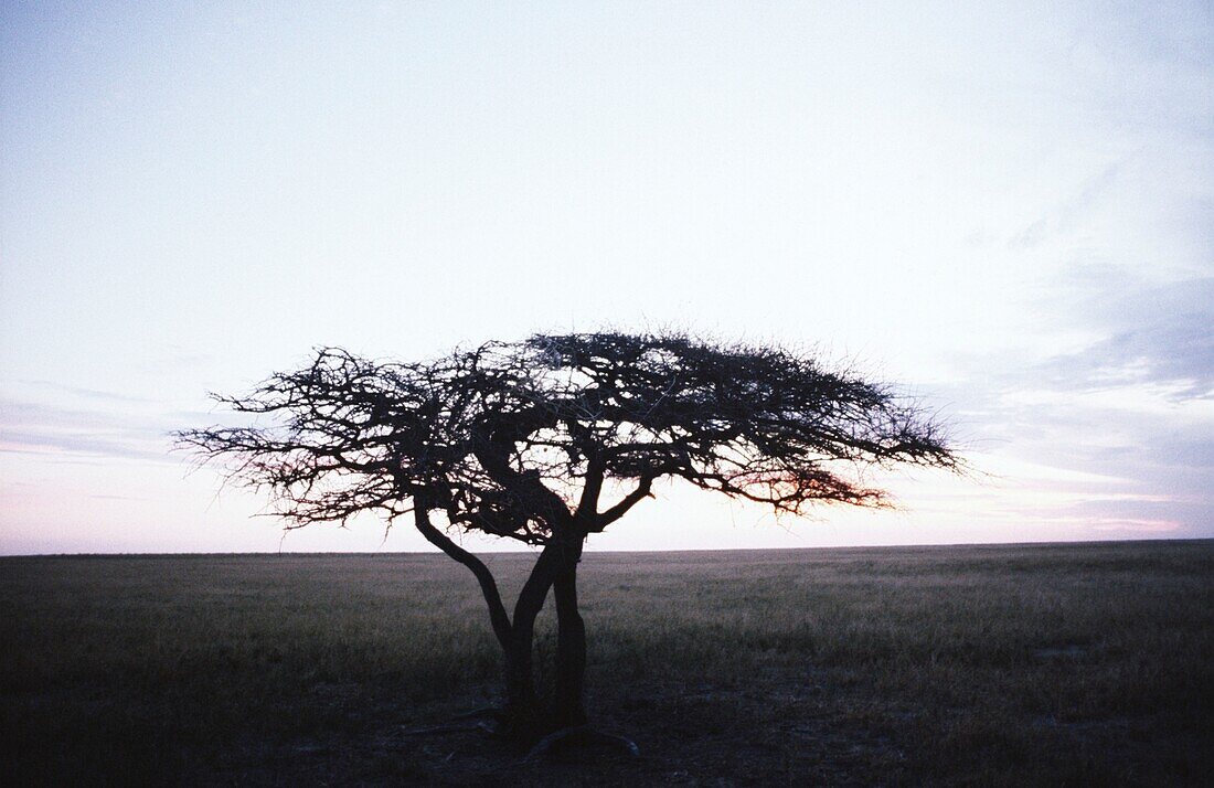 Single acacia tree in steppe