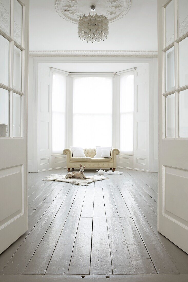 Minimal white room with cream button back leather sofa in a bay window with cream Whippet dog laying on a goat skin rug looking toward the door