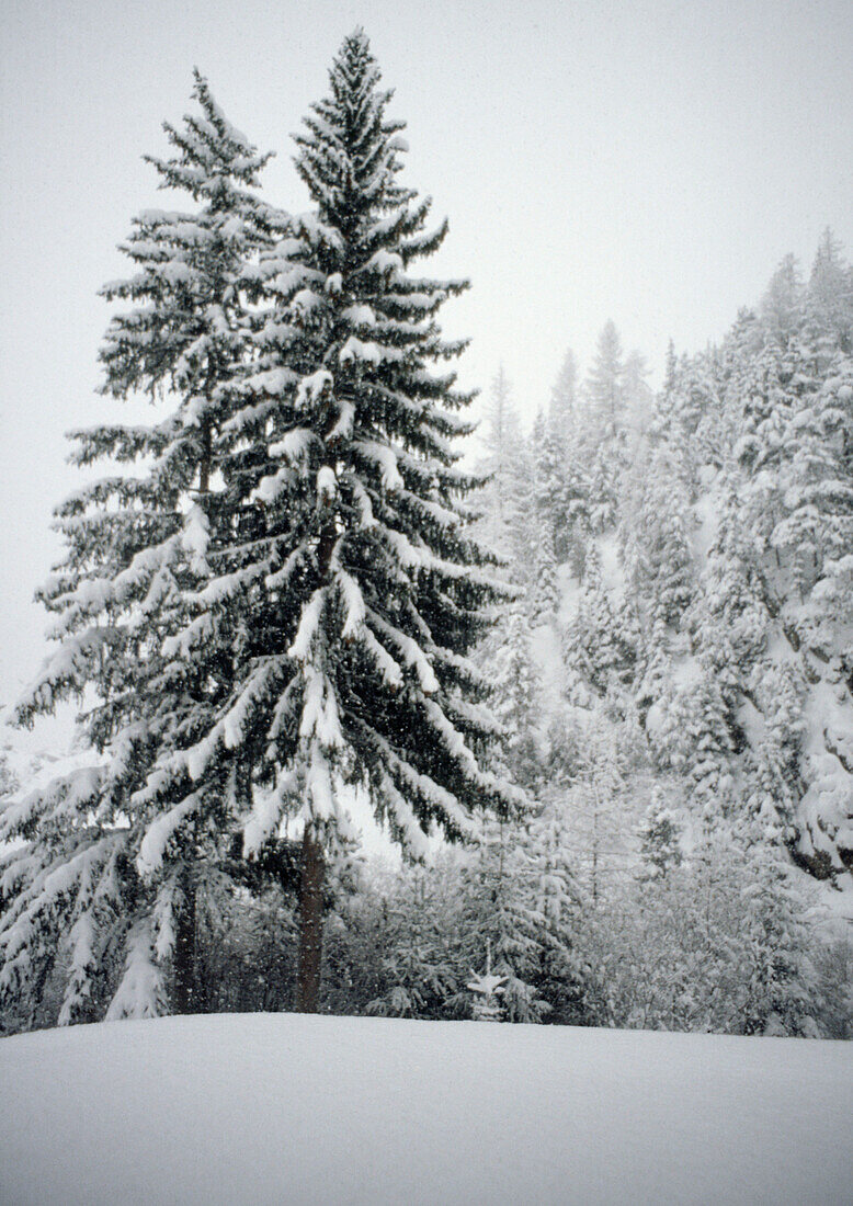Schneebedeckter Fellbaum in winterlicher Schneelandschaft