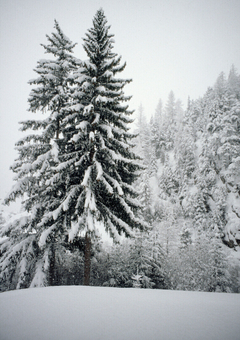 Snow covered fur tree in winter snow scene