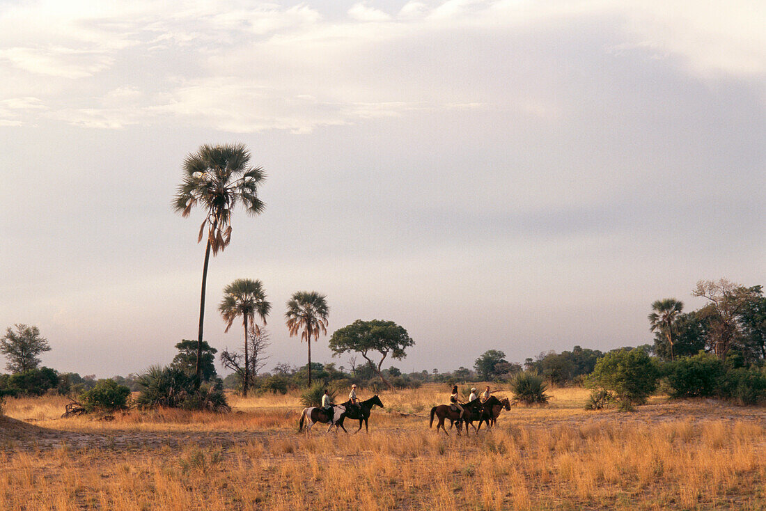 Horseback safari in the in the Okavango Delta in Botswana