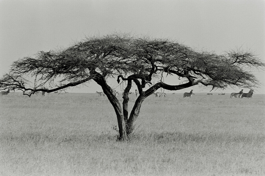 Einsamer Schirmdorn oder Acacia tortillis im Grasland der Makgadikgadi Pans in Botswana
