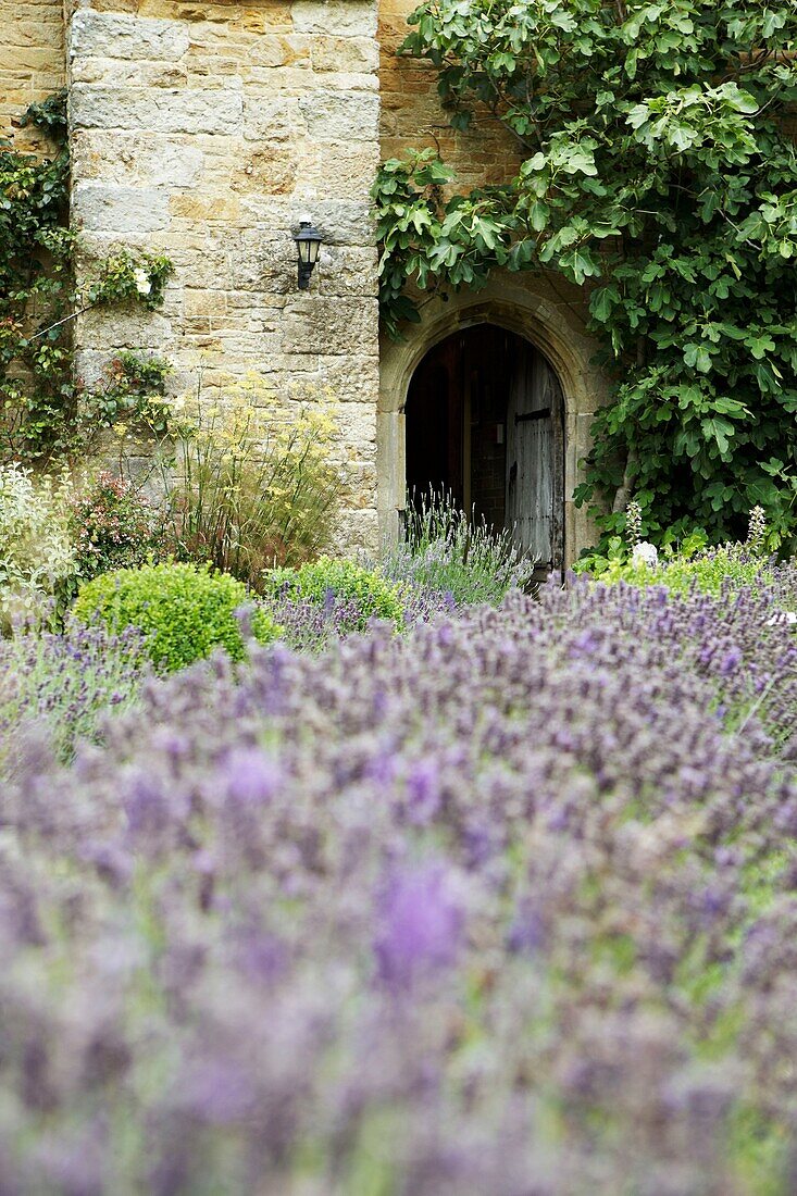 Lavendel in einem ummauerten Garten