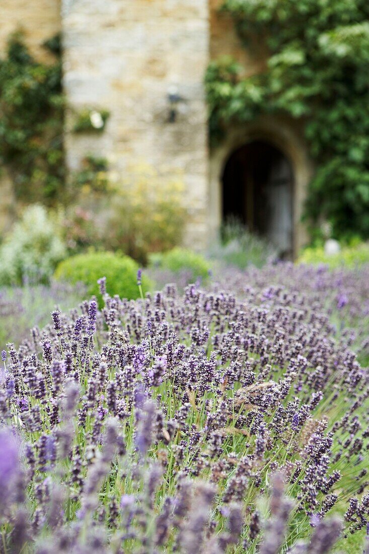 Lavendel in einem ummauerten Garten