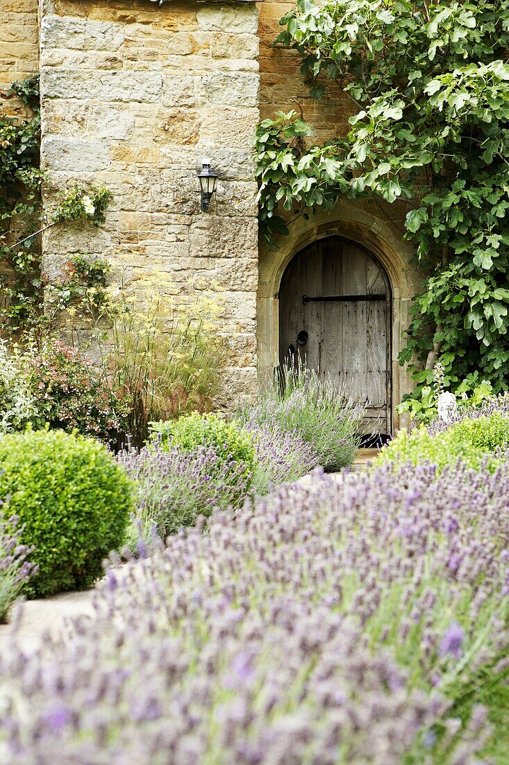 Lavendel in einem ummauerten Garten mit Tor
