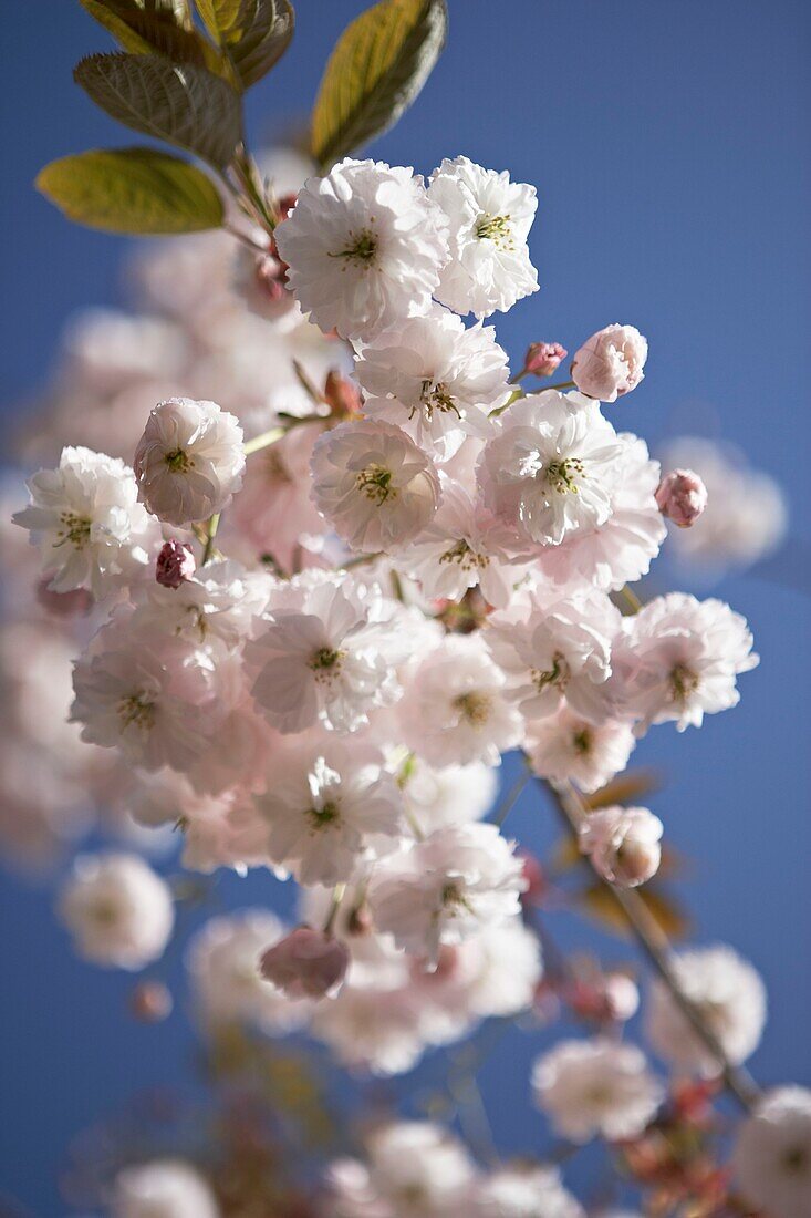 Cherry blossom (sakura) flowering in London   UK