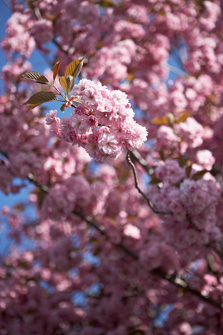 Pink flowering cherry blossom (sakura)   London   UK