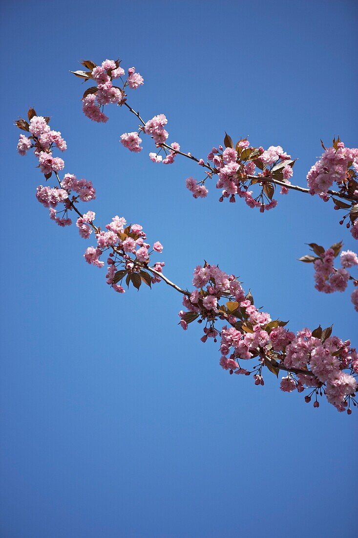 Cherry blossom (sakura) flowering against blue sky   London   UK