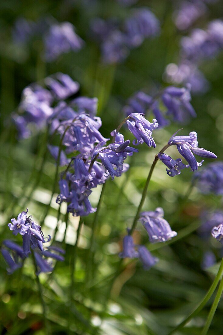 Sunlit flowering bluebells (Hyacinthoides non-scripta)   London   UK