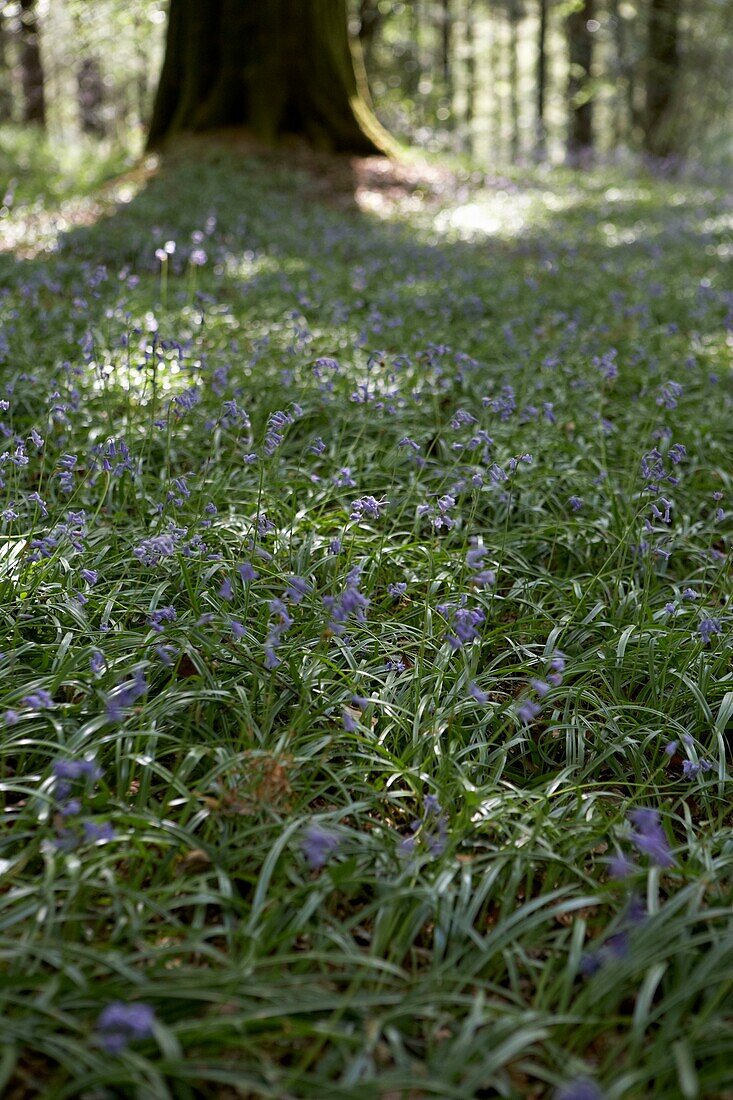Flowering bluebells (Hyacinthoides non-scripta) on forest floor   London   UK