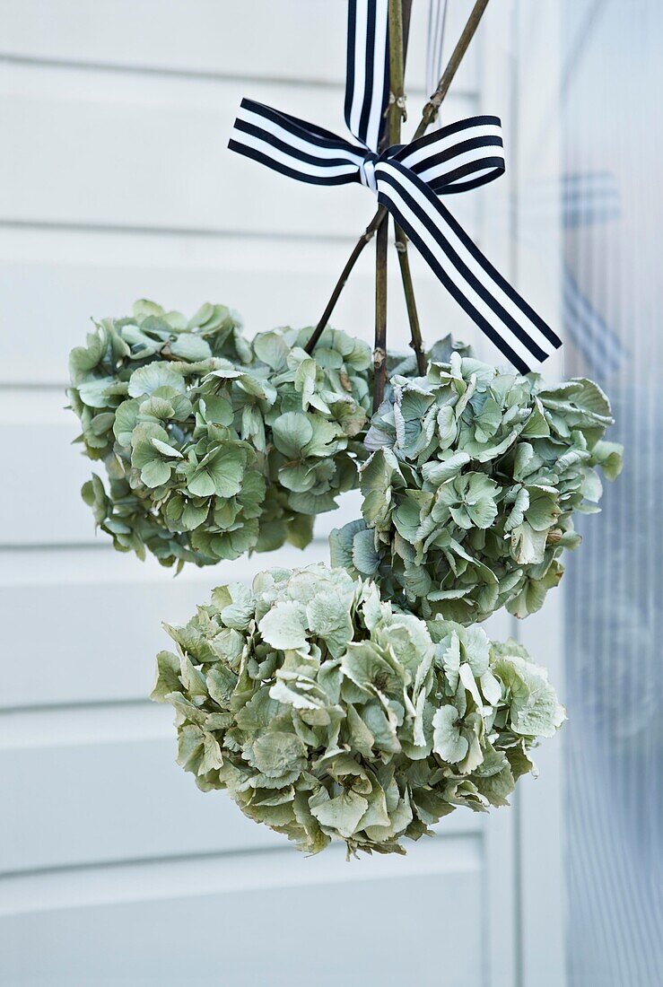 Dried hydrangeas hanging with striped ribbon