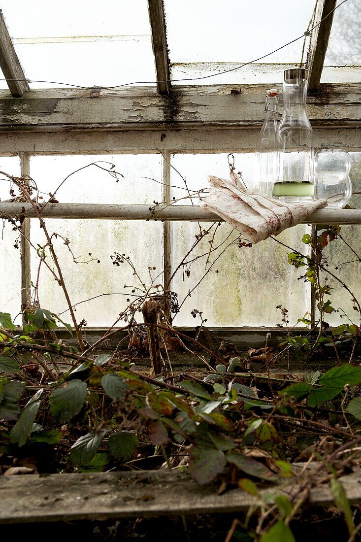 Bottles and glassware on a shelf in an overgrown and derelict greenhouse