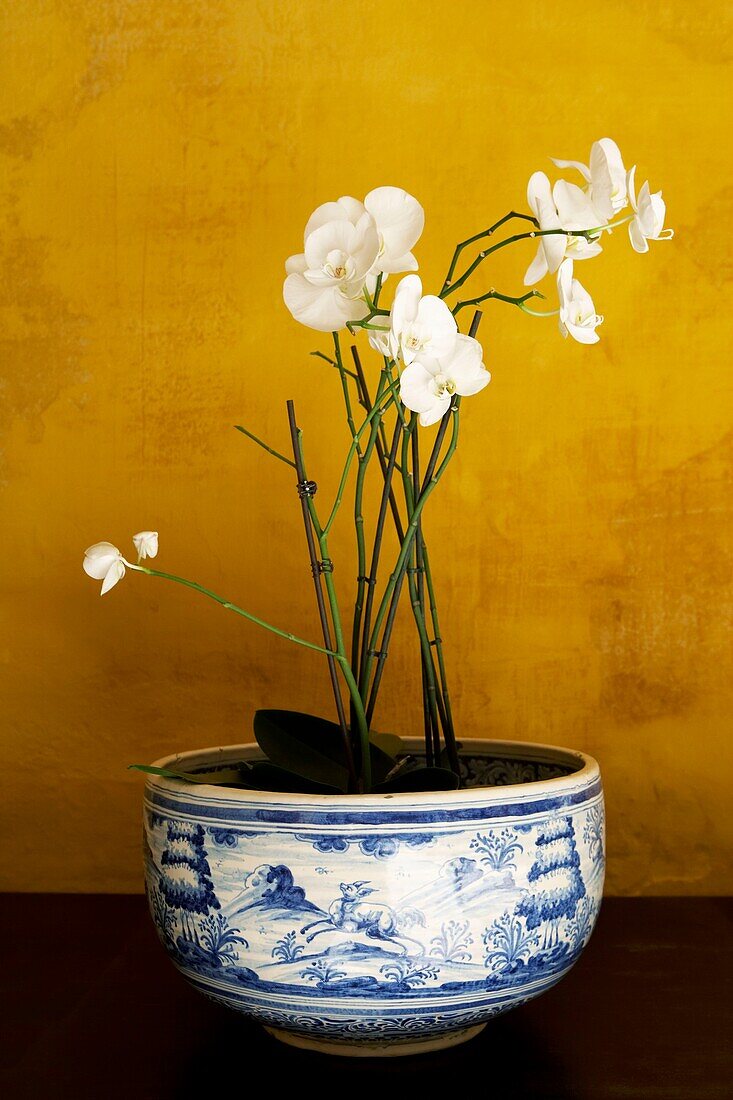 Blau-weißer Übertopf mit weißer Orchidee vor einer gelb gestrichenen Wand