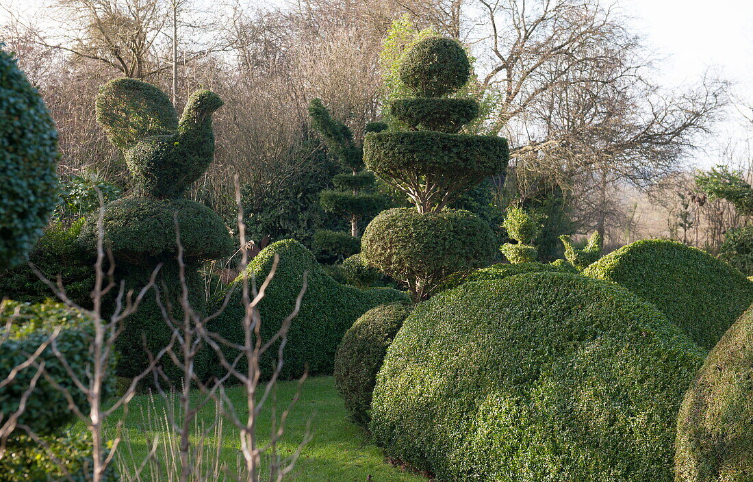 Formschnitthecken im Garten von Benenden cottage, Kent, England, UK