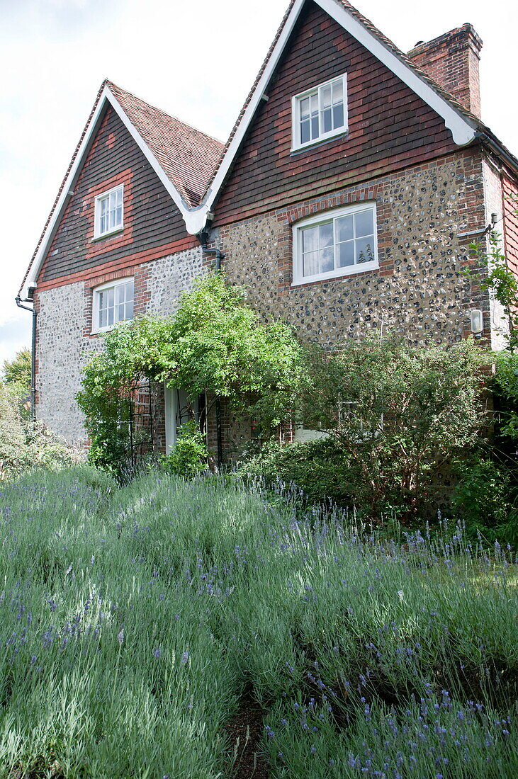Lavendelpflanzen im Vorgarten einer Doppelhaushälfte in Kingston, East Sussex, England, UK
