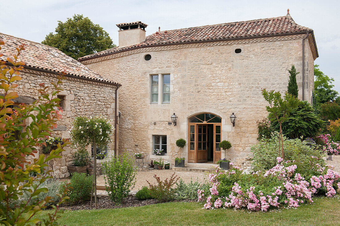 Rosafarbener Rosenstrauch auf dem Gelände eines steinernen Bauernhauses in der Dordogne Bauernhaus Perigueux Frankreich