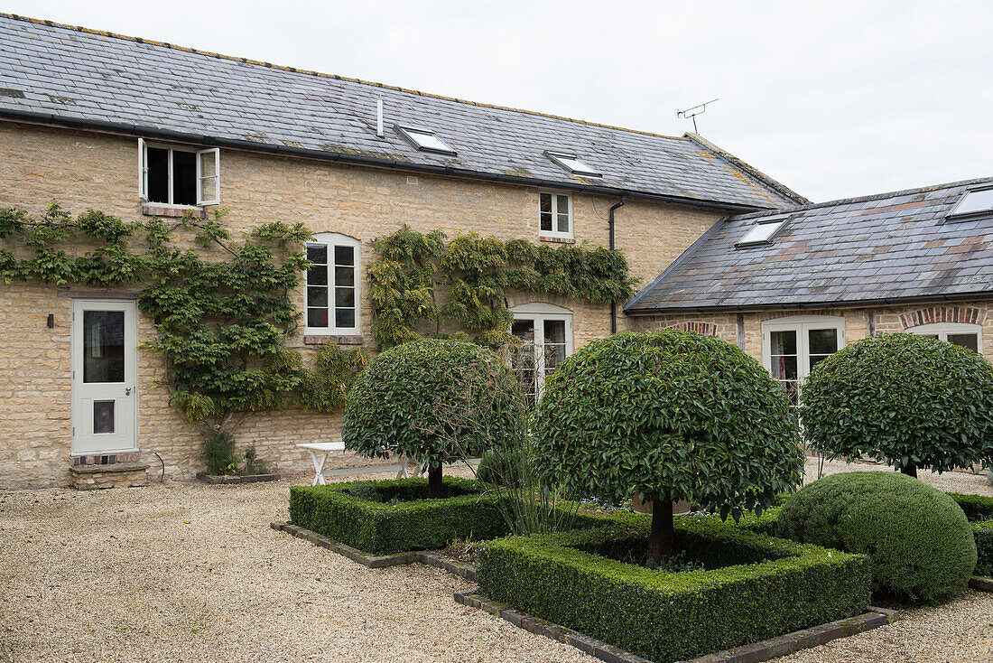 Clipped trees on parterre on gravel courtyard of Oxfordshire barn conversion  England  UK