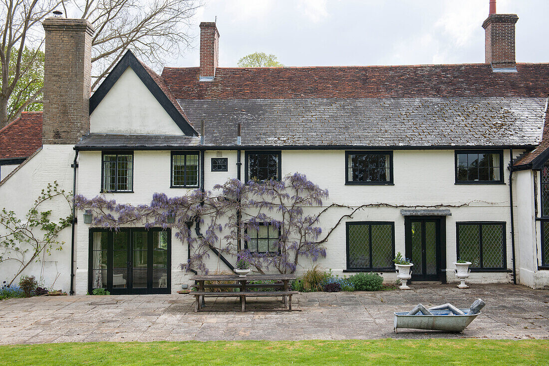 Lilac grows on whitewashed facade of Suffolk farmhouse  England  UK
