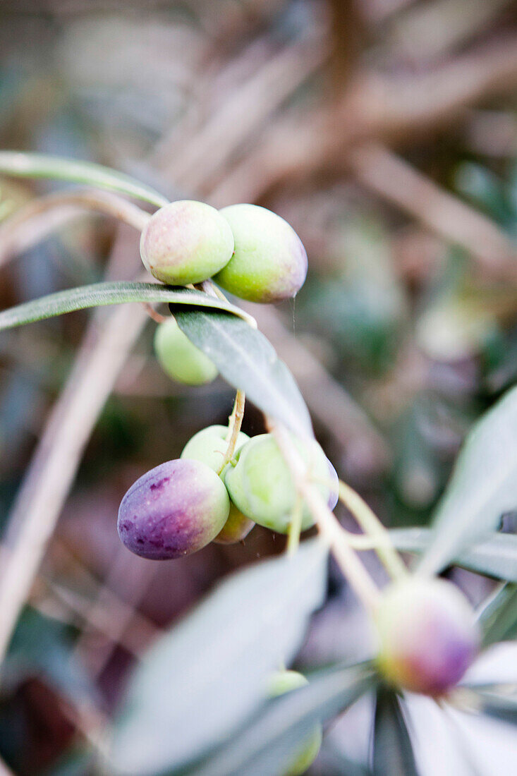 Violette Beeren und Blätter, Castro Marim, Portugal