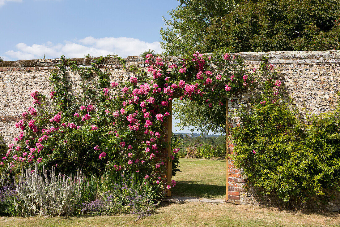 Kletterrose im ummauerten Garten Petworth West Sussex Kent