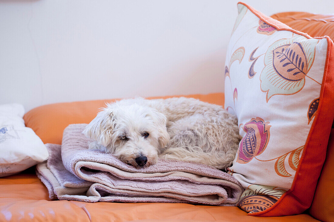Terrier resting on folded blanket in West Sussex home UK