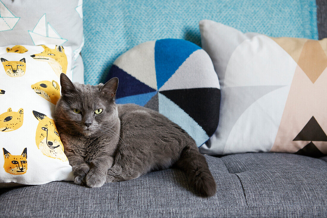 Grey cat with cushions on sofa in London family home,  England,  UK