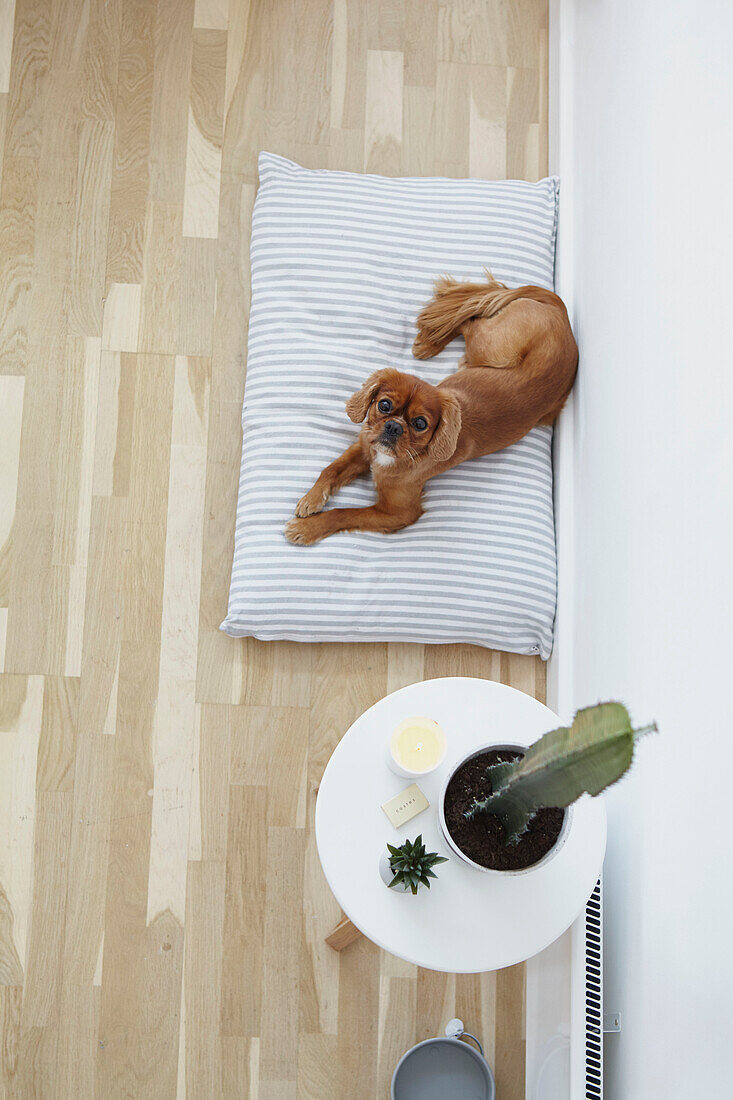 Hund auf einem Kissen neben einem Kaktus in einer Londoner Wohnung UK