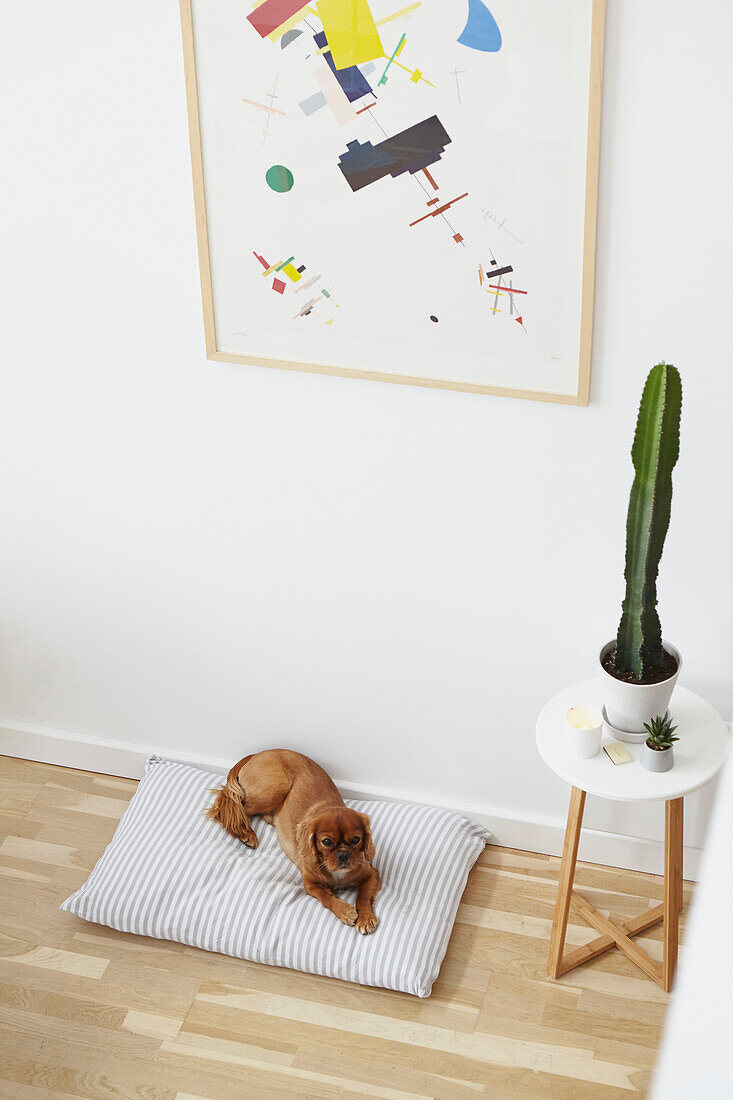Hund auf Kissen mit Kaktus unter modernem Kunstwerk in Londoner Wohnung UK