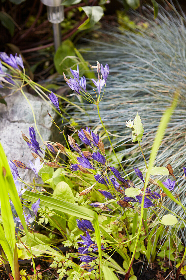 Purple flowering plant in Alloa garden  Scotland  UK