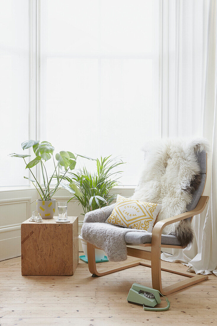 Light grey armchair with fur throws and houseplants in bay window of Alloa home  Scotland  UK
