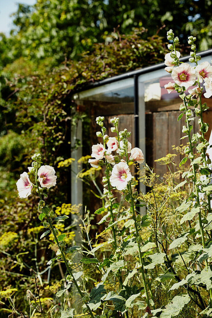 Blühende Pflanzen im Garten von Brabourne, Kent, UK