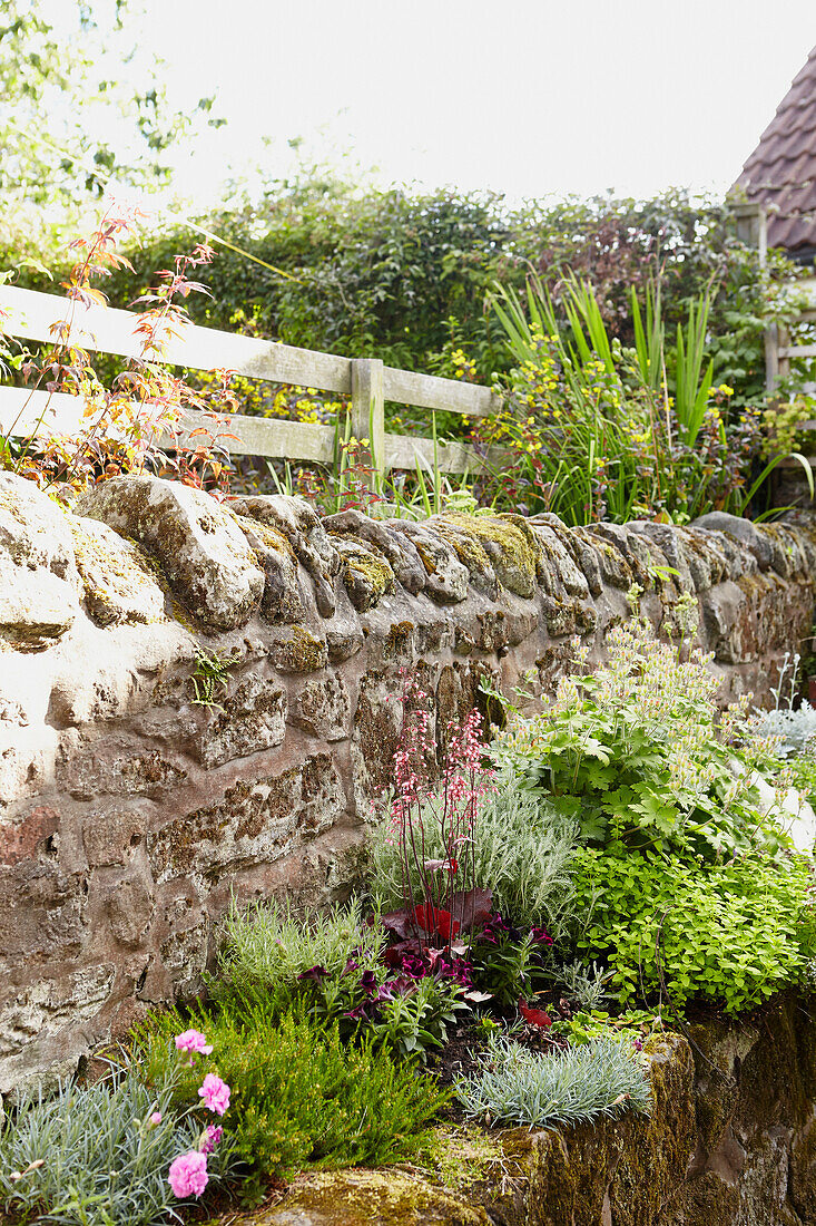 Hochbeet und Steinmauer mit Zaun in Berwick Upon Tweed Garten Northumberland UK