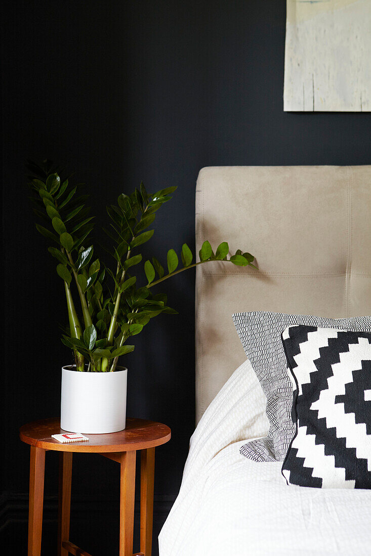 Houseplant on wooden bedside table in Sheffield home  Yorkshire  UK