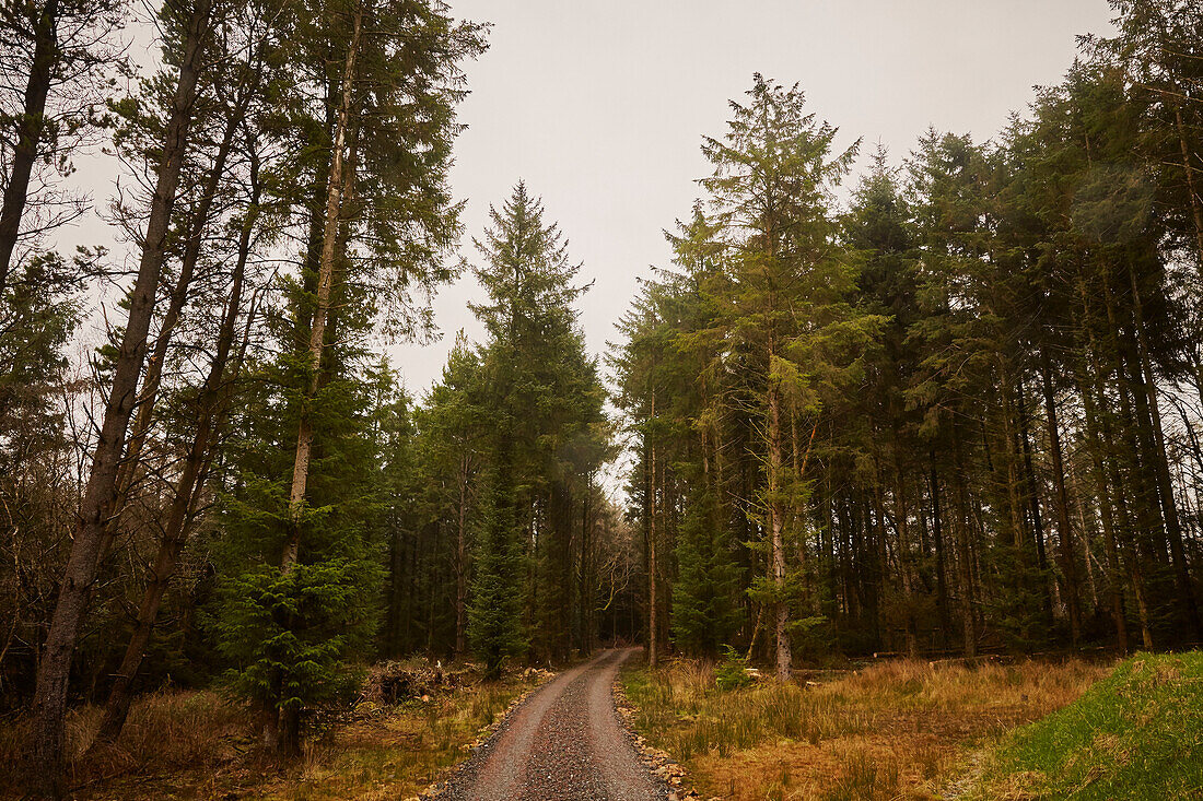 Schotterweg, der in den Wäldern von Devon verschwindet UK