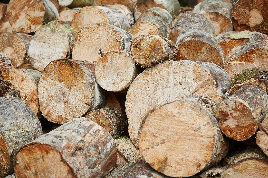 Full frame of felled trees in Devon forestry  UK