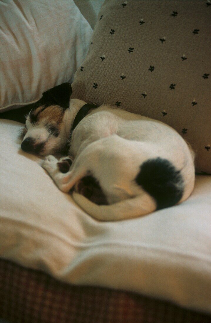 Jack Russell asleep on cushions