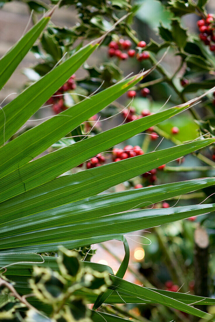 Leaf and Christmas berries