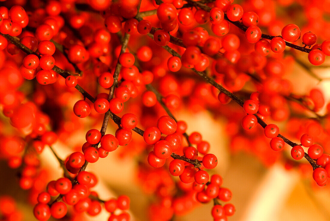 Red Christmas berries