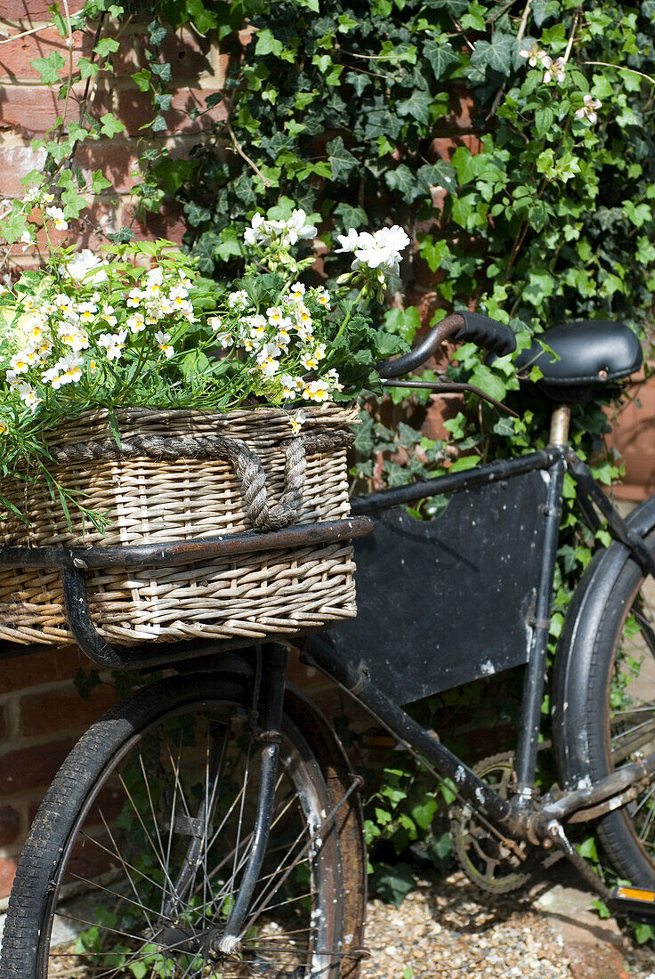 Blumen in einer Fahrradtasche, die an einer mit Efeu bewachsenen Wand lehnt
