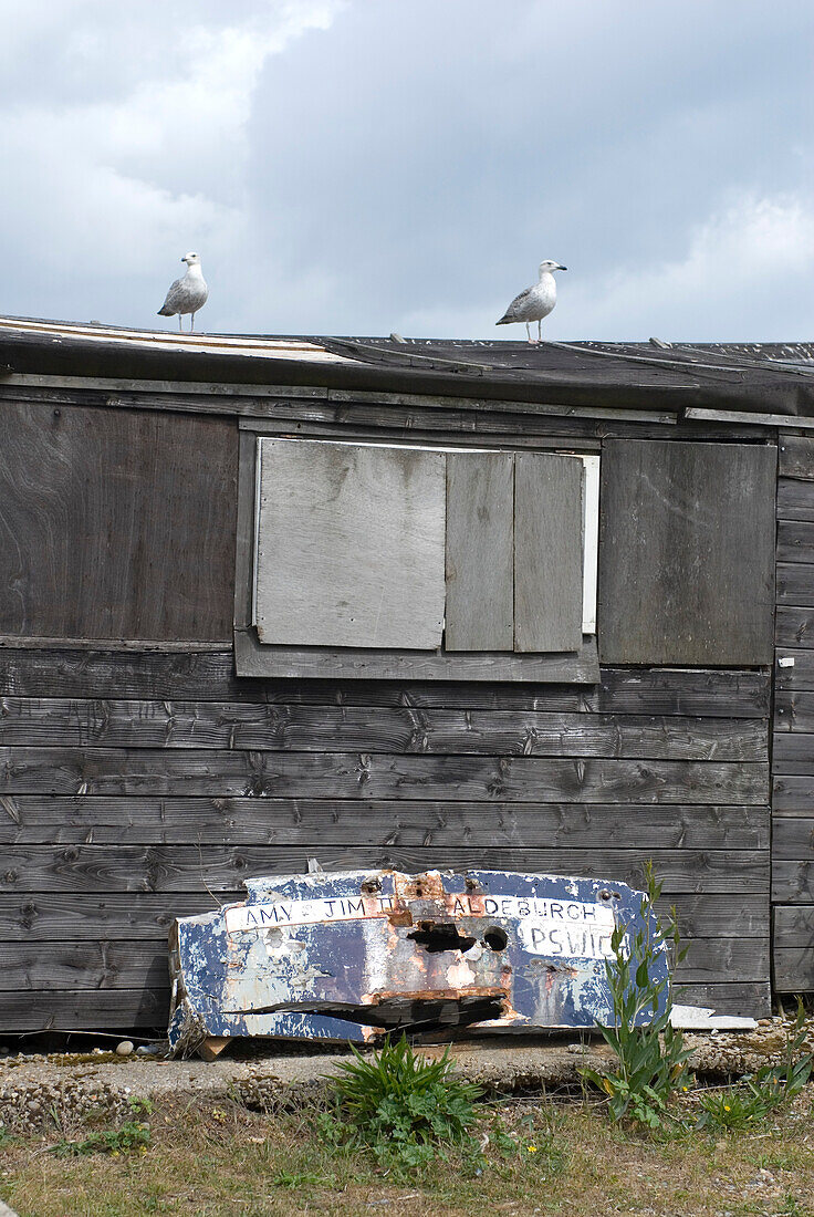 Möwen sitzen auf dem Wellblechdach eines Strandhauses