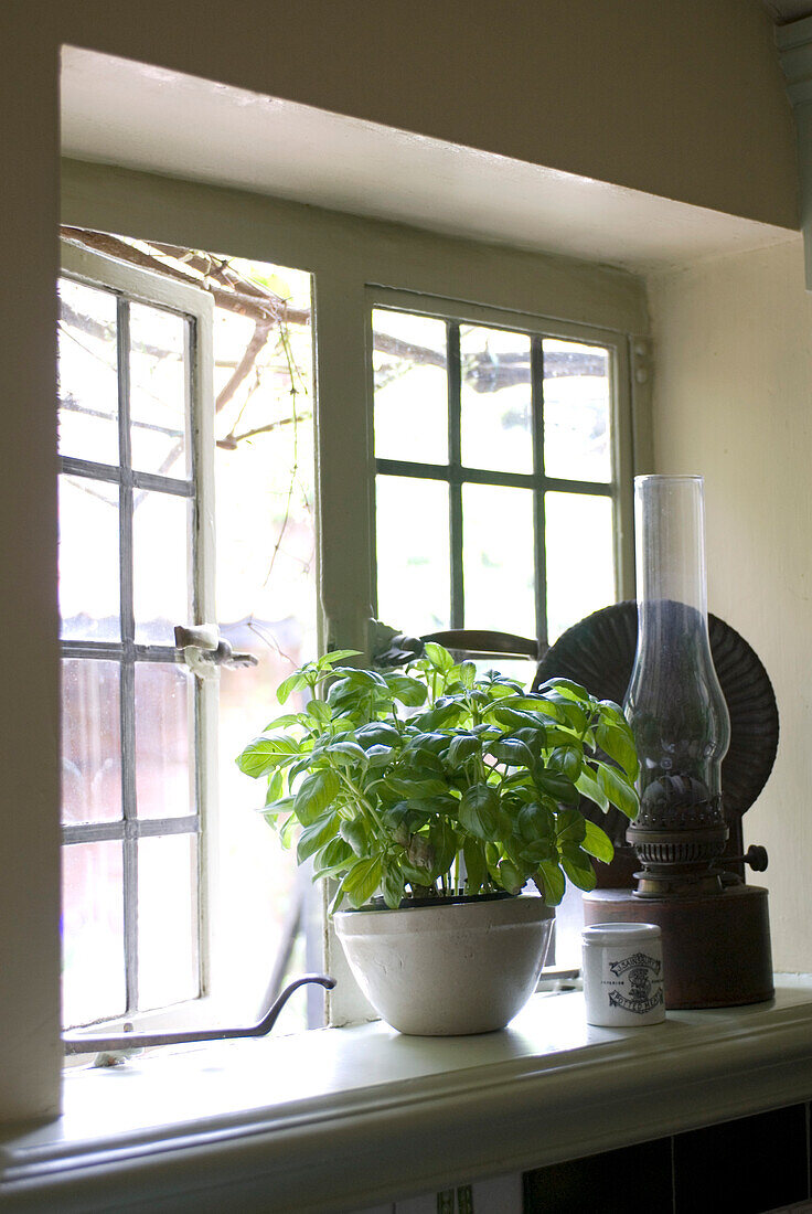 Kitchen herb on windowsill with hurricane lamp