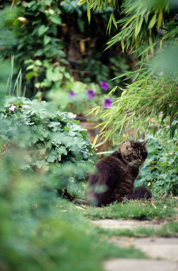 Katze sitzt unter einem Busch im Garten in Suffolk
