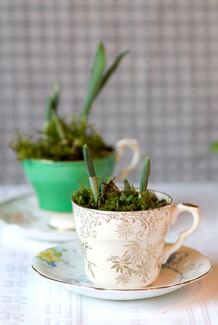 Vintage Tassen und Untertassen mit Frühlingszwiebeln als Tischdekoration bepflanzt