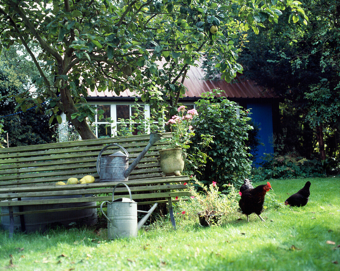 Watering cans on bench in garden with chickens