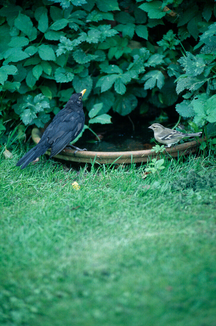 Vögel auf einer Vogeltränke im Garten eines Landhauses in Suffolk
