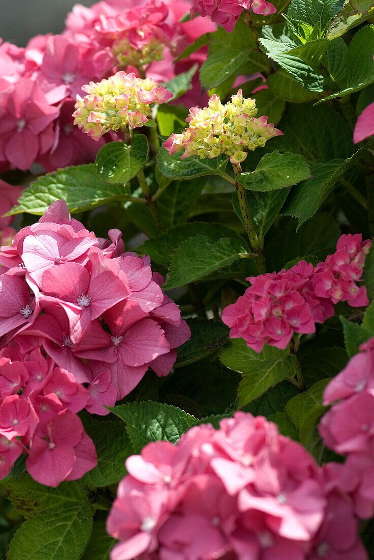Close up of bright pink Hydrangea macrophylla in bloom