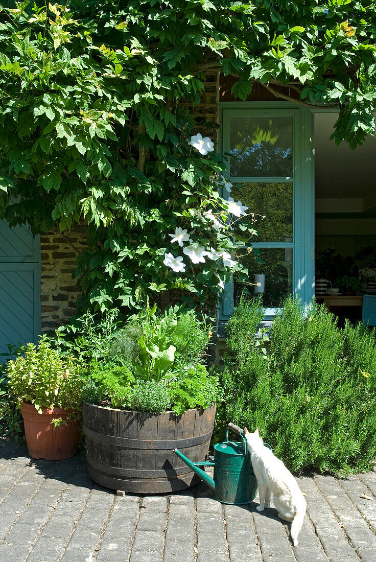 Cat sits with watering can with Clematis on conversion exterior