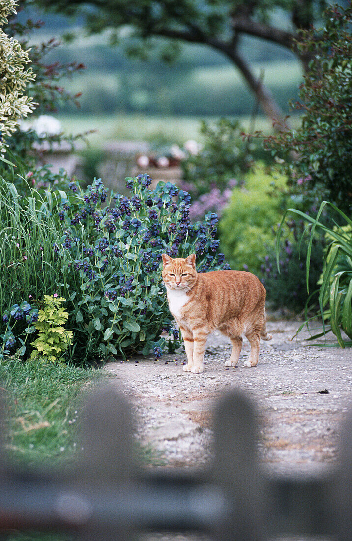 Ginger cat standing in the garden
